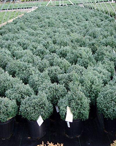 Chamaecyparis Obtusa 'blue Feathers' - View 7 from www redcrocus com