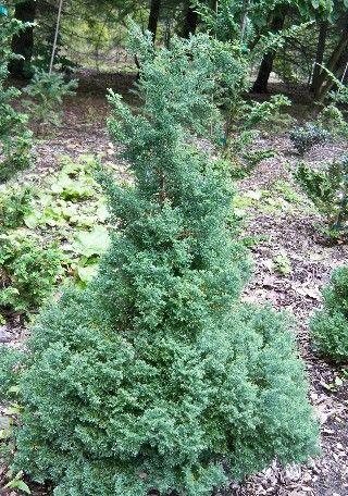 Chamaecyparis Obtusa 'blue Feathers' - View 8 from www redcrocus com