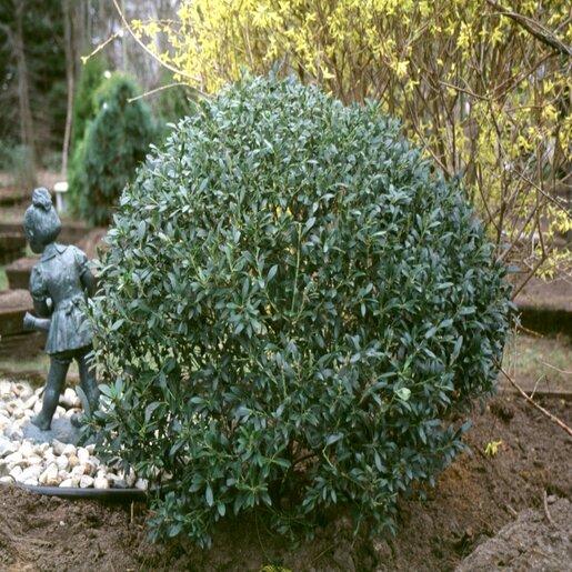 Ilex Glabra - View 11 from www redcrocus com