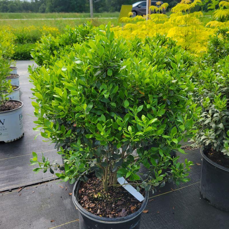 Ilex Glabra - View 13 from www redcrocus com