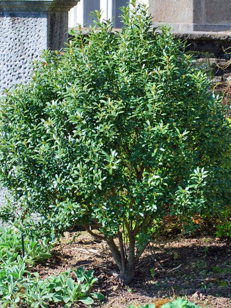 Ilex Glabra - View 14 from www redcrocus com