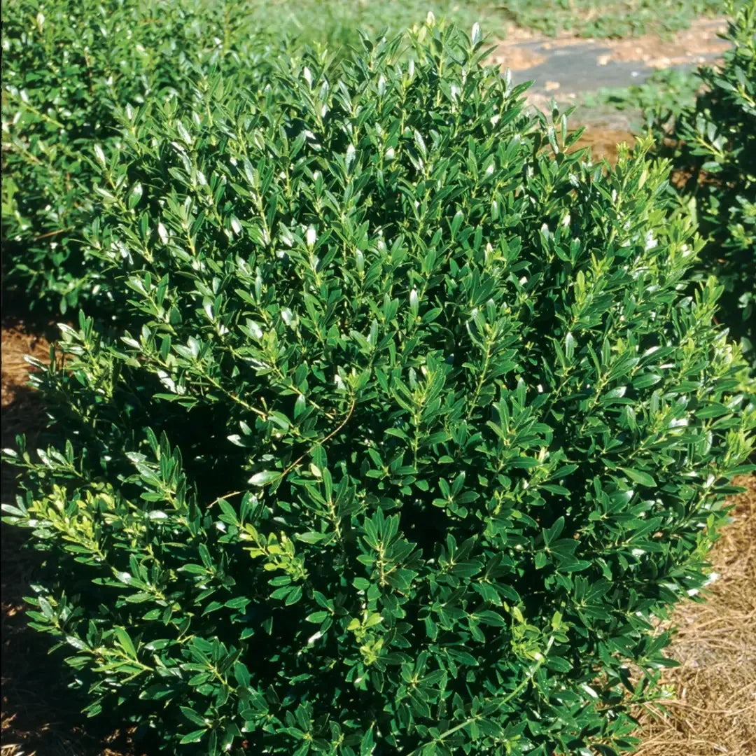 Ilex Glabra - View 1 from www redcrocus com