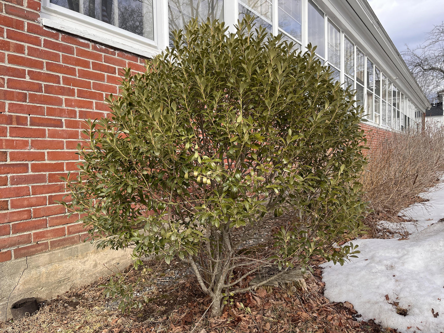 Ilex Glabra - View 20 from www redcrocus com