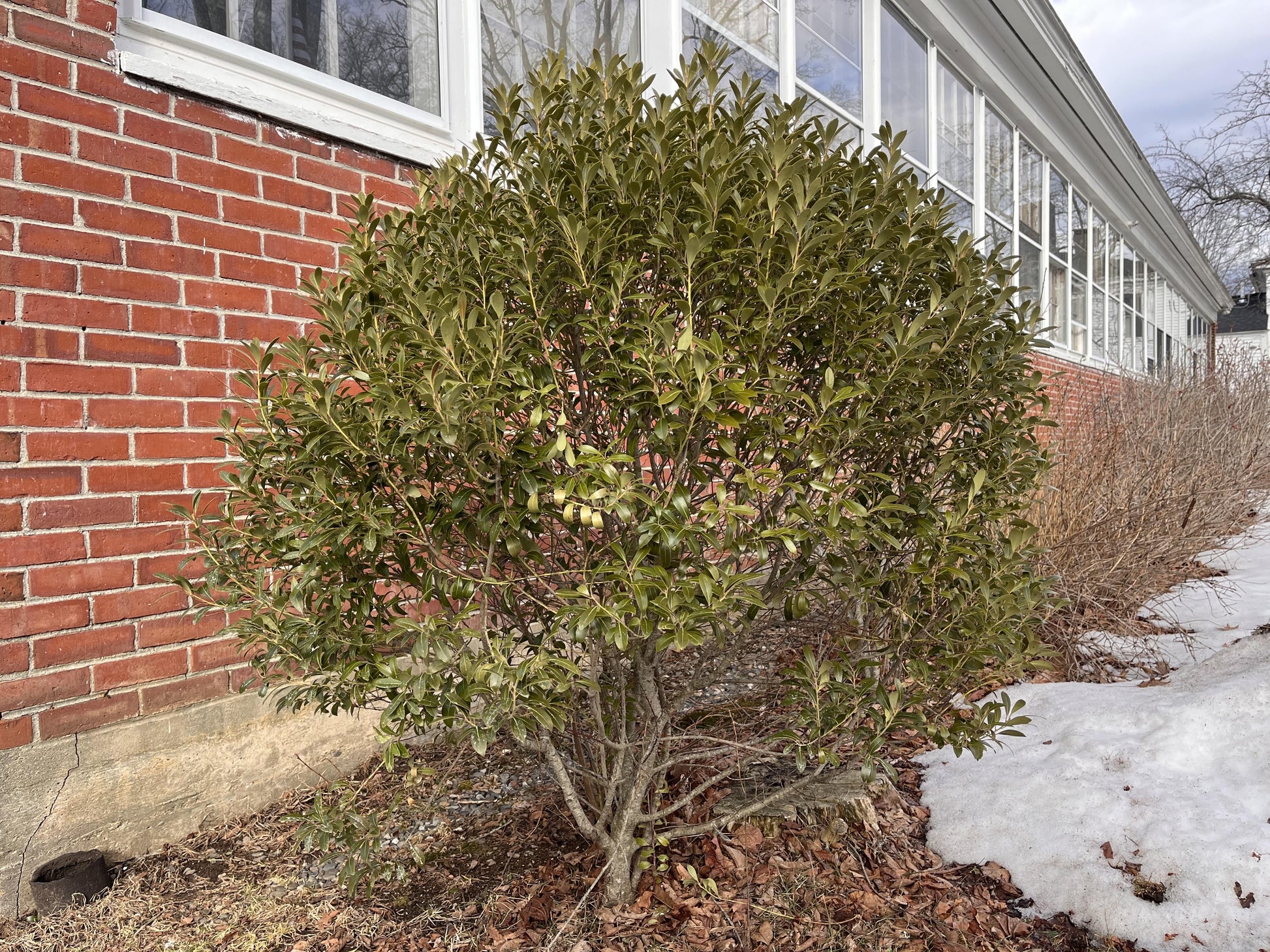Ilex Glabra - View 20 from www redcrocus com