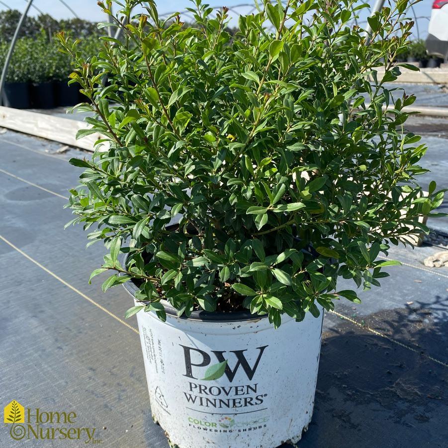 Ilex Glabra - View 21 from www redcrocus com