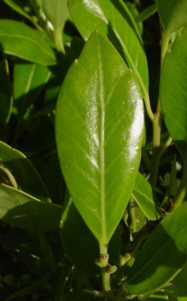 Ilex Glabra - View 22 from www redcrocus com