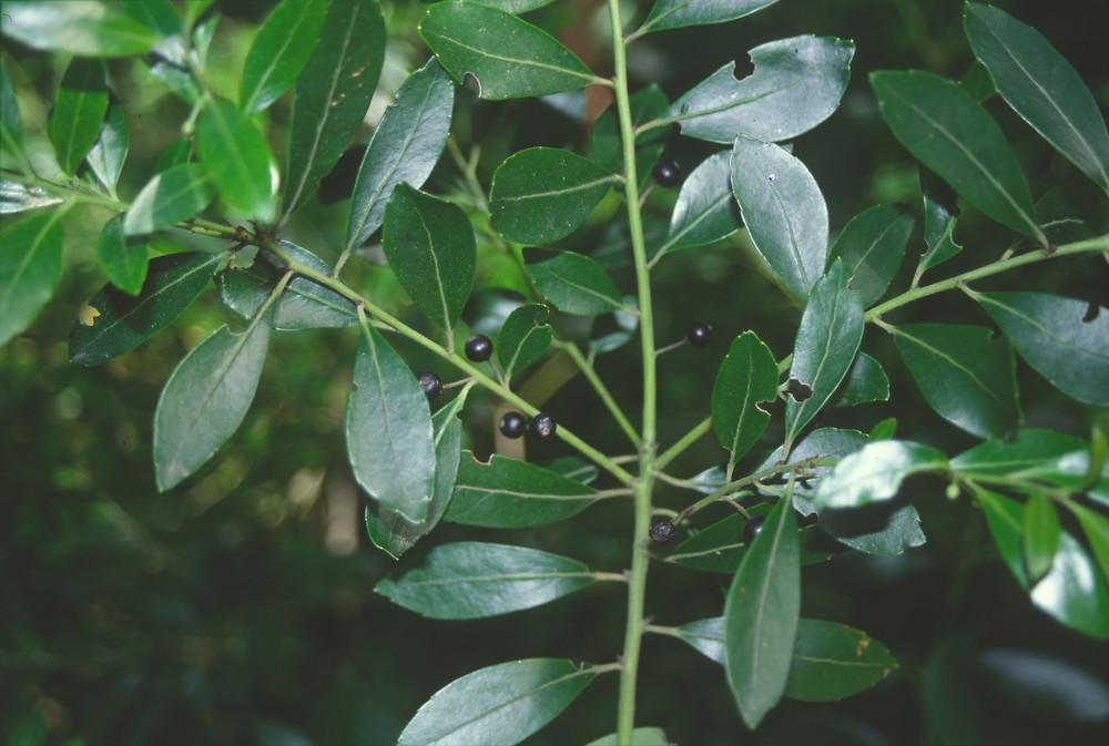 Ilex Glabra - View 23 from www redcrocus com