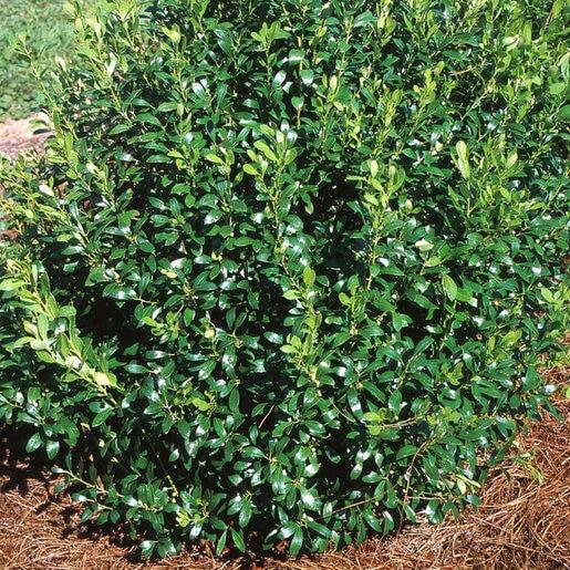Ilex Glabra - View 24 from www redcrocus com