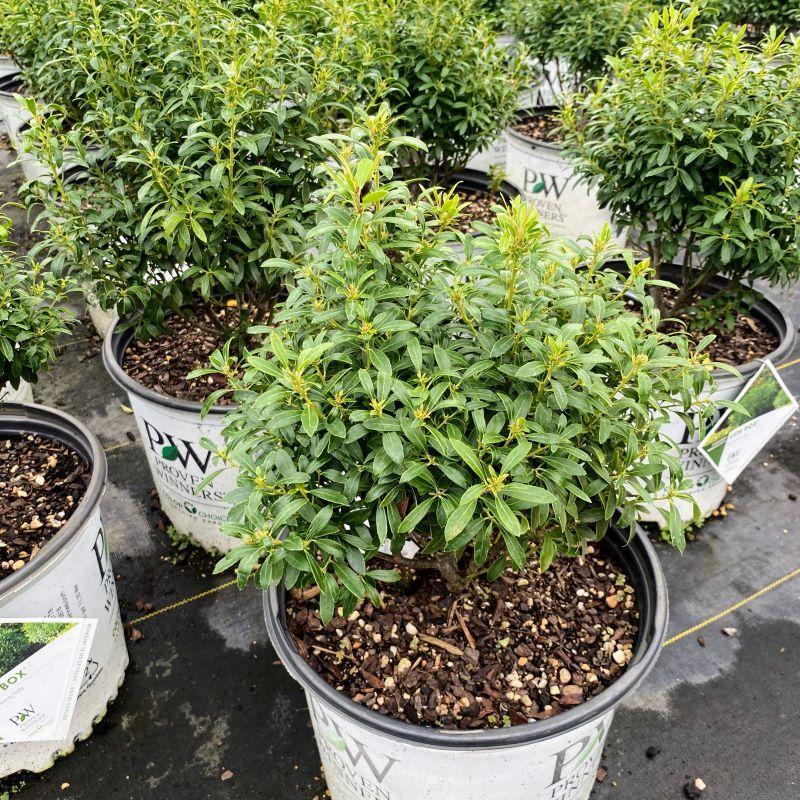 Ilex Glabra - View 26 from www redcrocus com