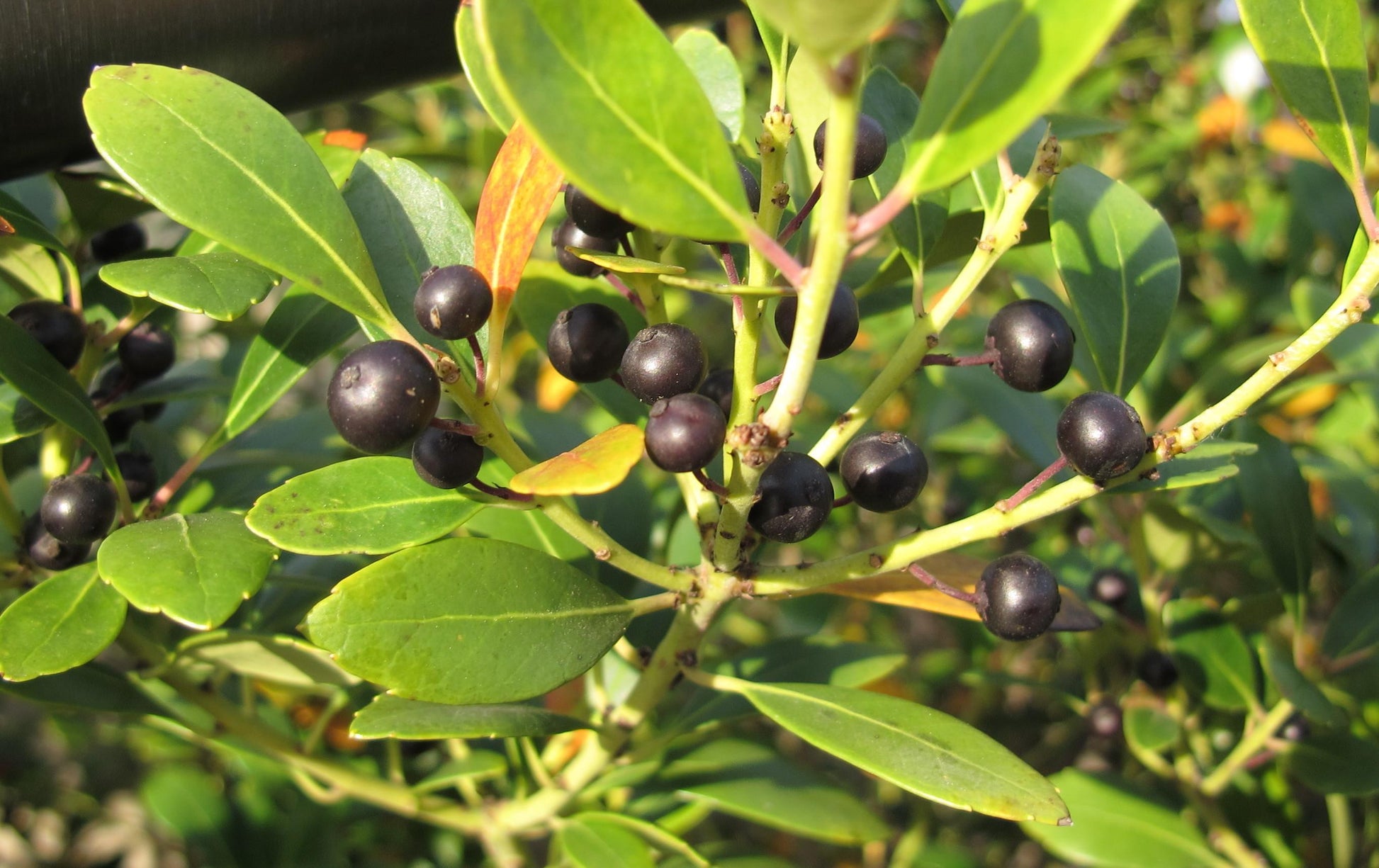 Ilex Glabra - View 27 from www redcrocus com