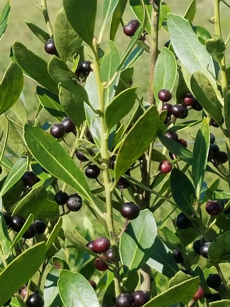 Ilex Glabra - View 28 from www redcrocus com