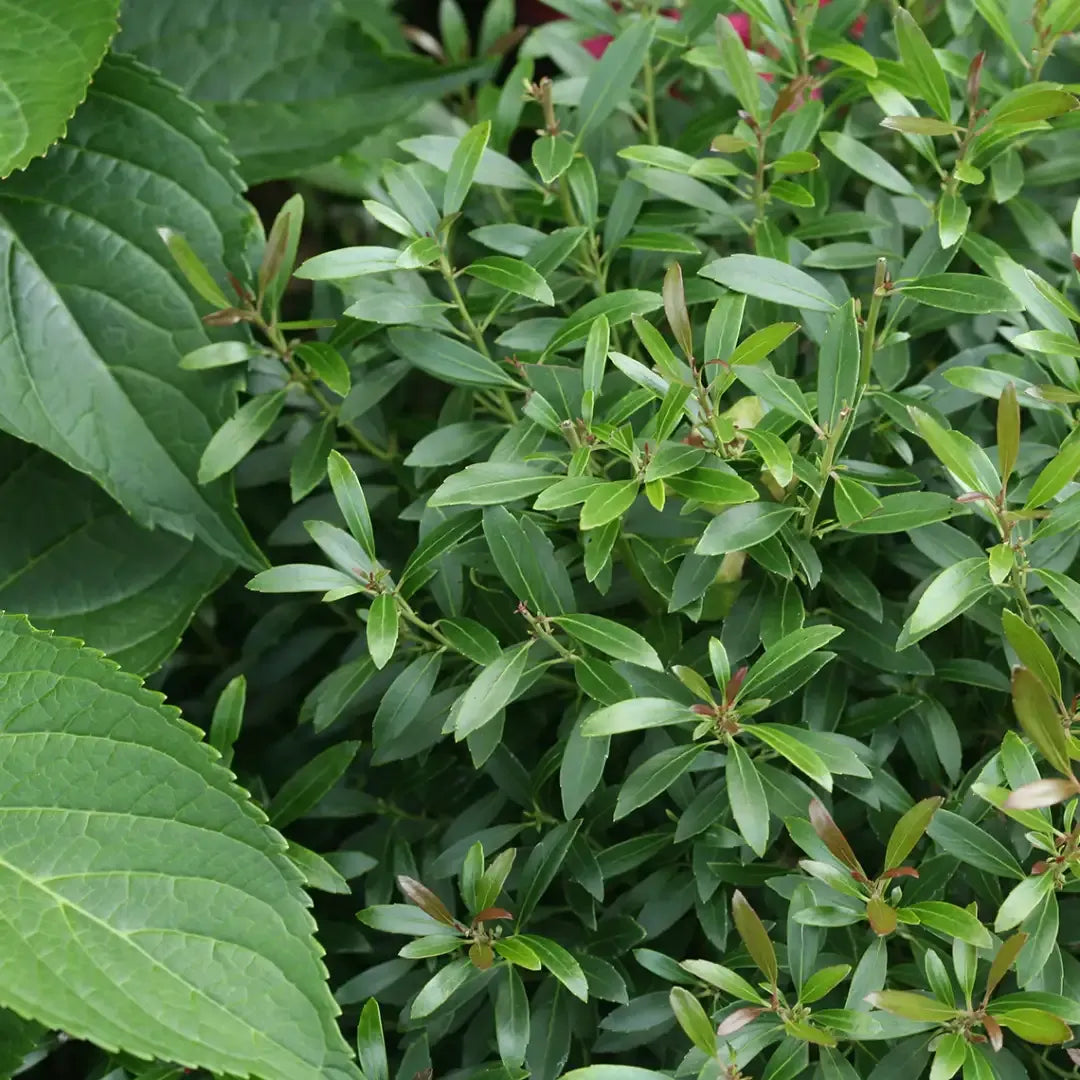 Ilex Glabra - View 29 from www redcrocus com