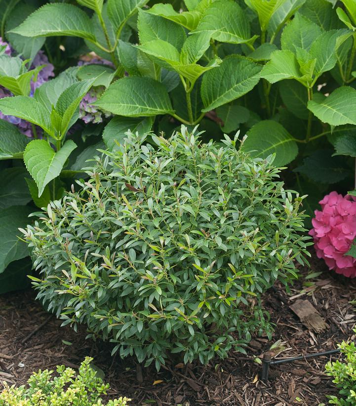 Ilex Glabra - View 33 from www redcrocus com