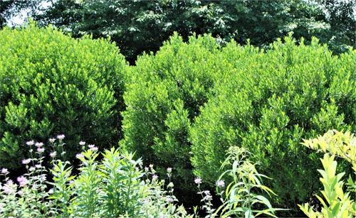 Ilex Glabra - View 5 from www redcrocus com