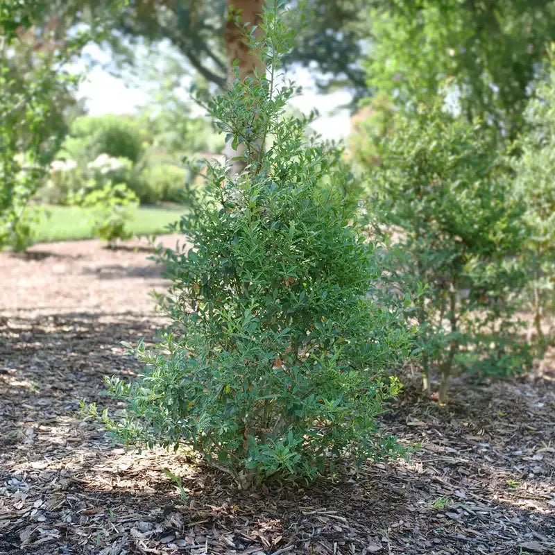 Ilex Glabra - View 6 from www redcrocus com