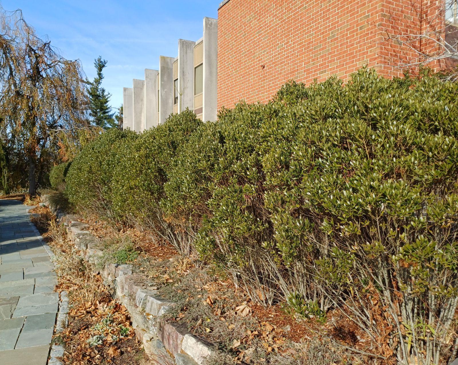 Ilex Glabra - View 8 from www redcrocus com