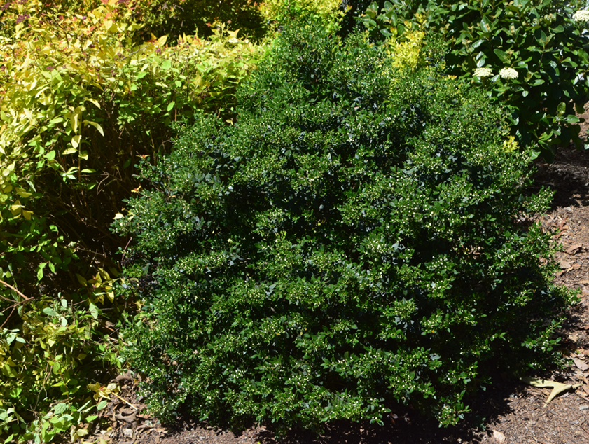 Ilex Glabra - View 8 from www redcrocus com