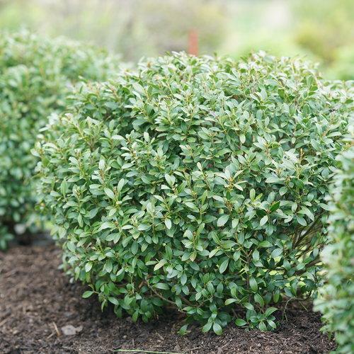 Ilex Glabra 'strong Box' - View 10 from www redcrocus com