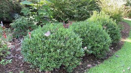 Ilex Glabra 'strong Box' - View 11 from www redcrocus com