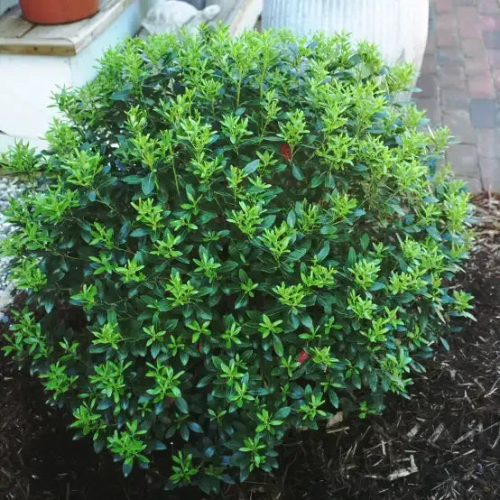 Ilex Glabra 'strong Box' - View 12 from www redcrocus com