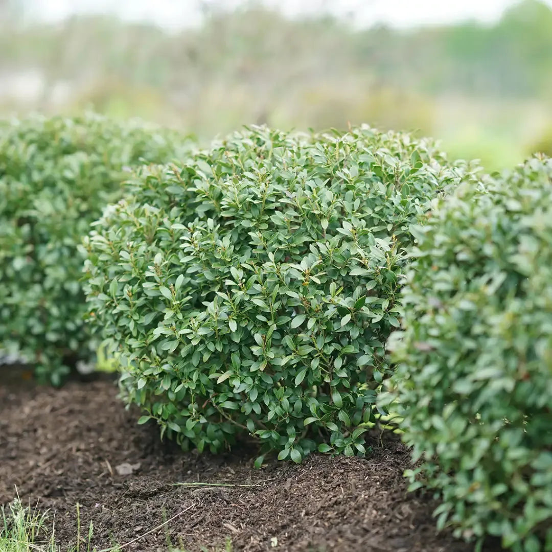 Ilex Glabra 'strong Box' - View 13 from www redcrocus com