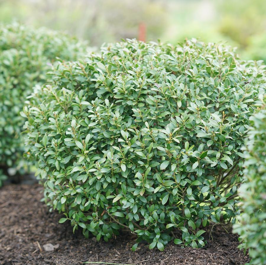 Ilex Glabra 'strong Box' - View 14 from www redcrocus com