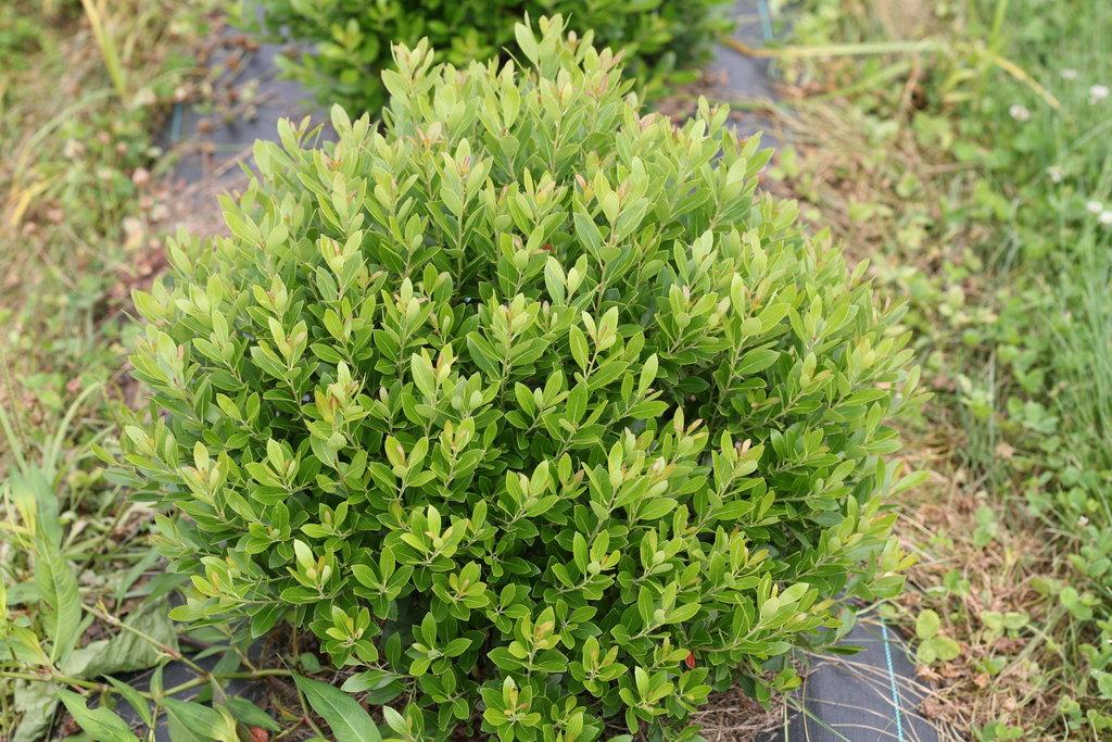 Ilex Glabra 'strong Box' - View 16 from www redcrocus com