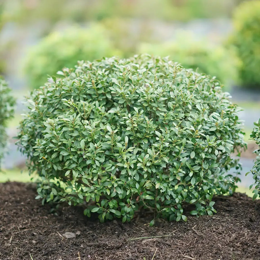 Ilex Glabra 'strong Box' - View 17 from www redcrocus com