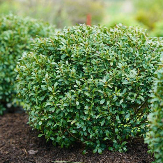 Ilex Glabra 'strong Box' - View 20 from www redcrocus com