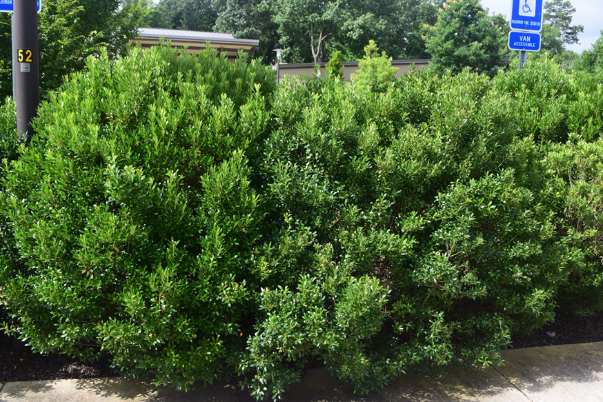 Ilex Glabra 'strong Box' - View 21 from www redcrocus com