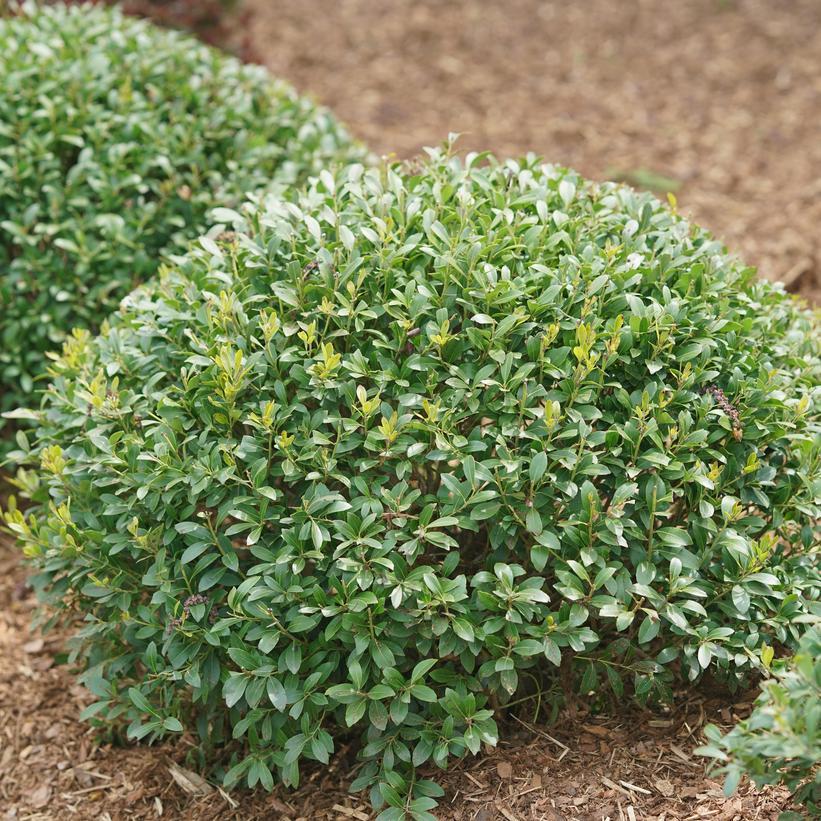 Ilex Glabra 'strong Box' - View 23 from www redcrocus com