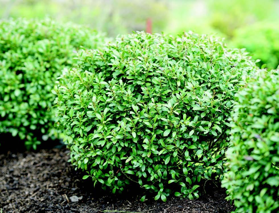 Ilex Glabra 'strong Box' - View 24 from www redcrocus com