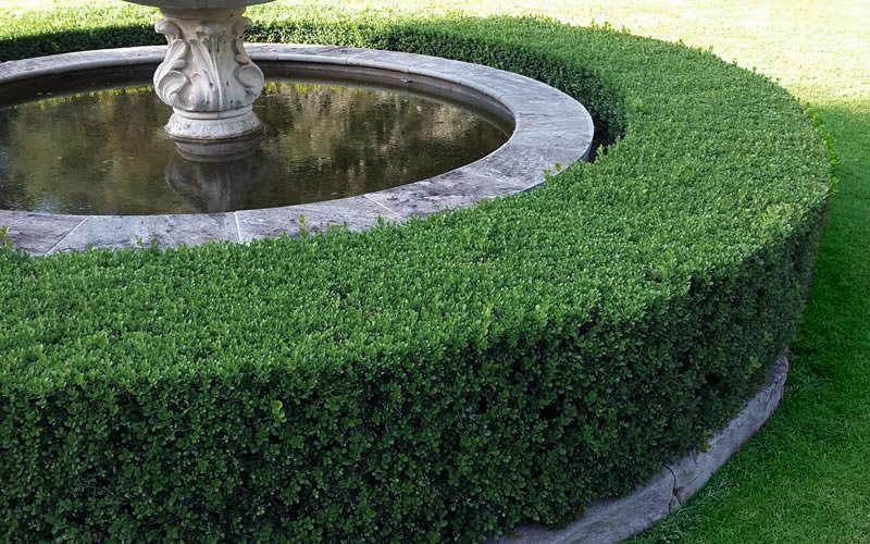 Ilex Glabra 'strong Box' - View 25 from www redcrocus com