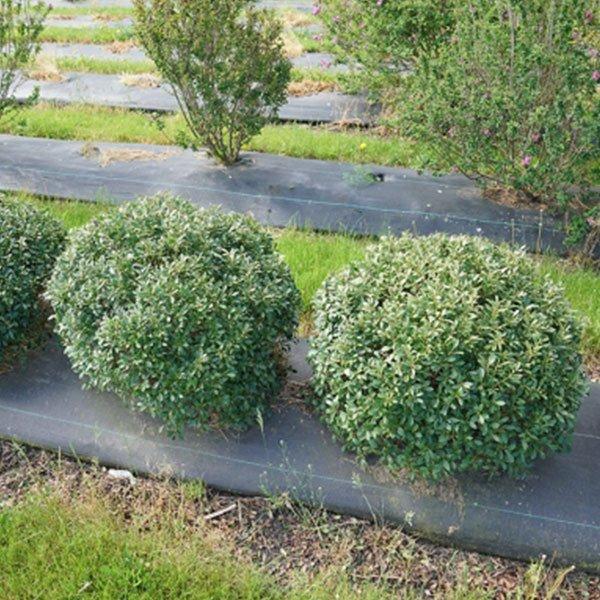 Ilex Glabra 'strong Box' - View 29 from www redcrocus com