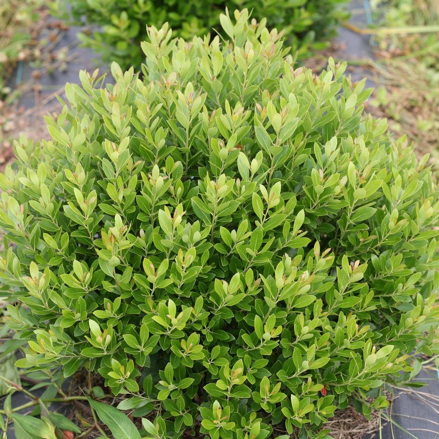 Ilex Glabra 'strong Box' - View 2 from www redcrocus com