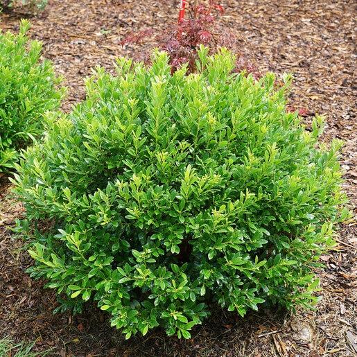 Ilex Glabra 'strong Box' - View 30 from www redcrocus com