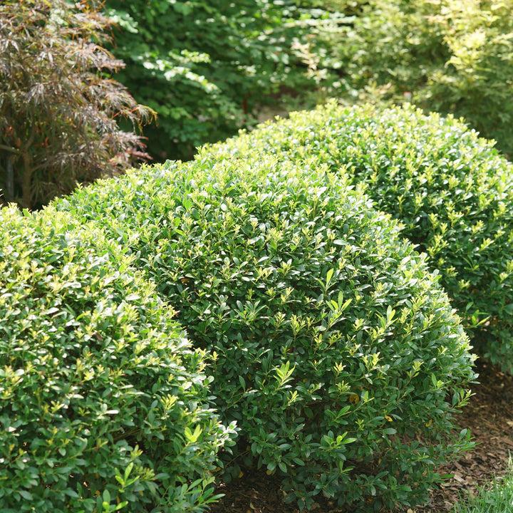 Ilex Glabra 'strong Box' - View 31 from www redcrocus com