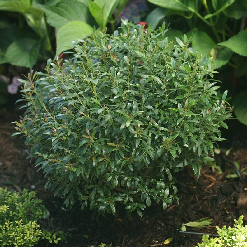 Ilex Glabra 'strong Box' - View 32 from www redcrocus com