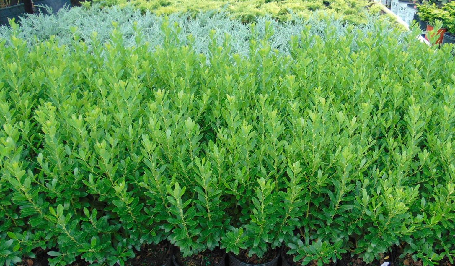 Ilex Glabra 'strong Box' - View 33 from www redcrocus com