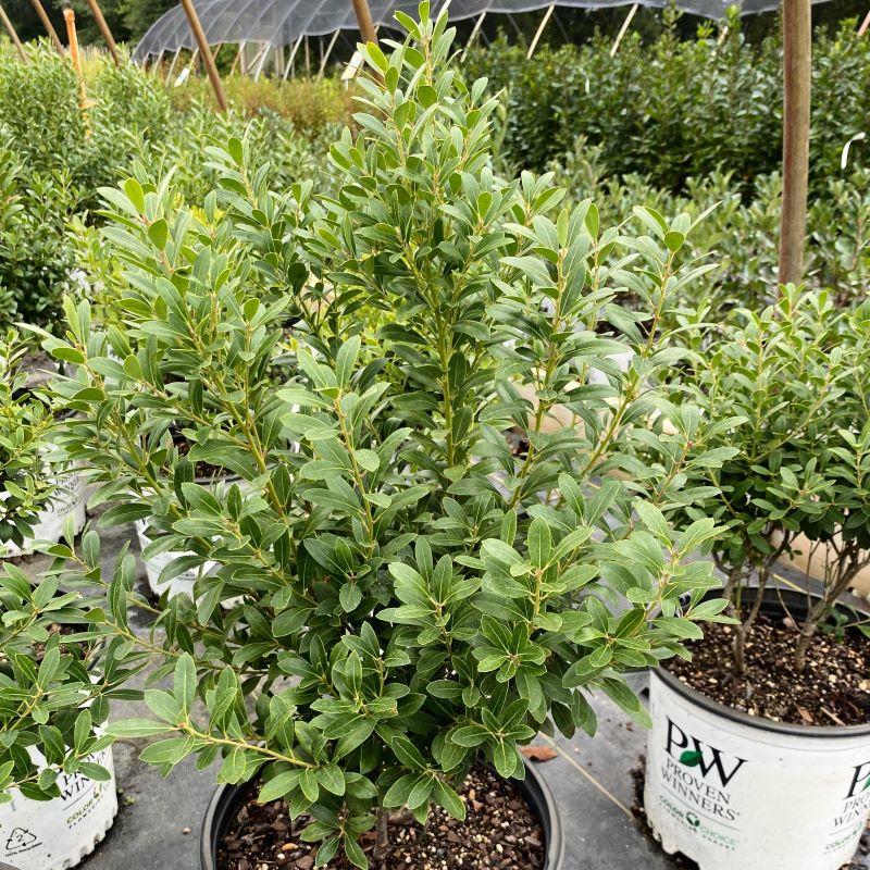 Ilex Glabra 'strong Box' - View 34 from www redcrocus com