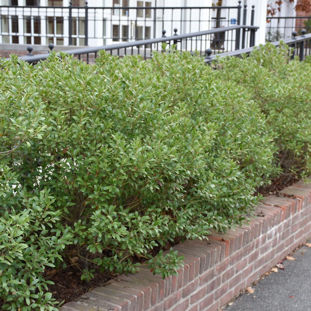 Ilex Glabra 'strong Box' - View 35 from www redcrocus com