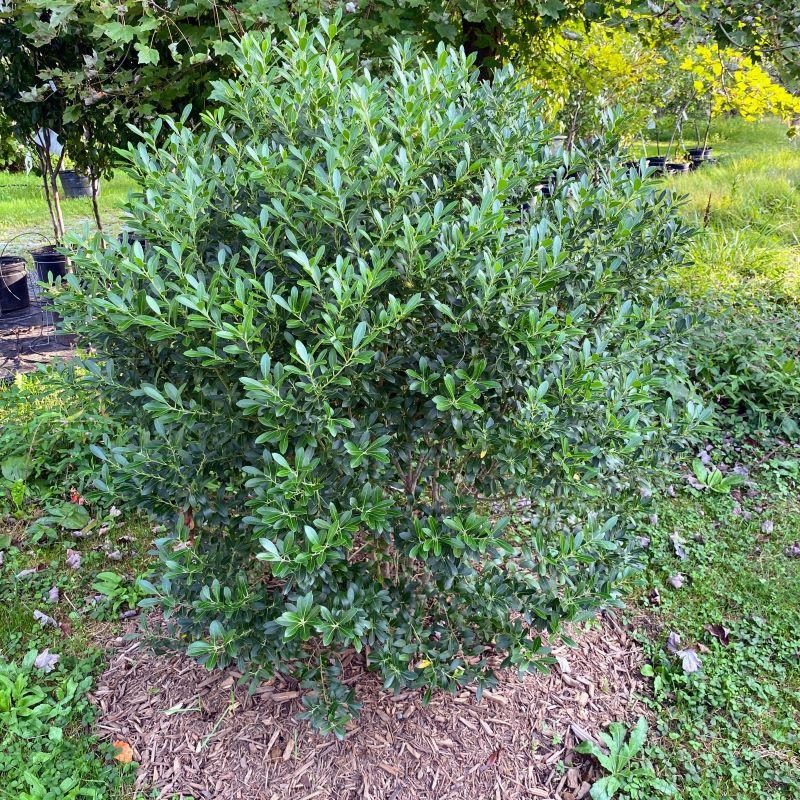 Ilex Glabra 'strong Box' - View 3 from www redcrocus com