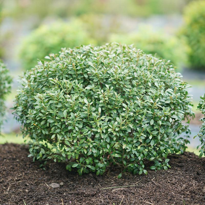 Ilex Glabra 'strong Box' - View 6 from www redcrocus com