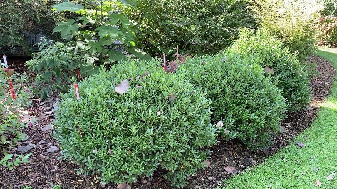 Ilex Glabra 'strong Box' - View 7 from www redcrocus com