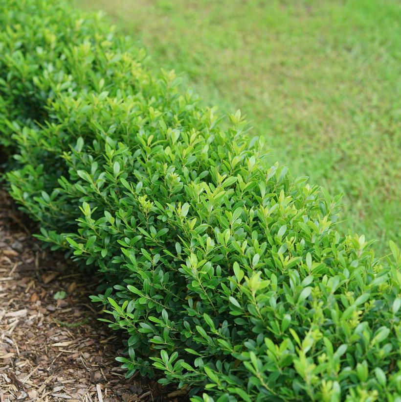 Ilex Glabra 'strong Box' - View 8 from www redcrocus com