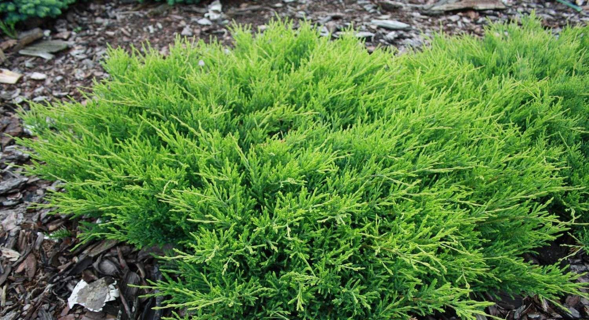 Juniperus Horizontalis 'andorra Compacta' - View 11 from www redcrocus com