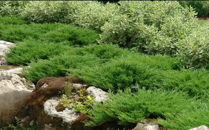 Juniperus Horizontalis 'andorra Compacta' - View 12 from www redcrocus com
