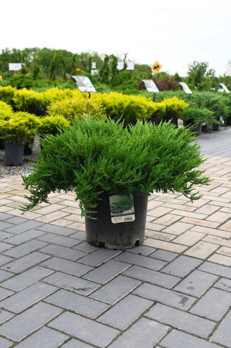 Juniperus Horizontalis 'andorra Compacta' - View 13 from www redcrocus com