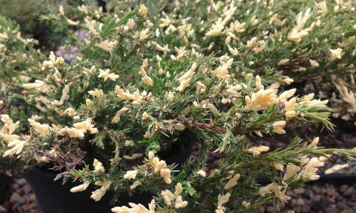 Juniperus Horizontalis 'andorra Compacta' - View 15 from www redcrocus com