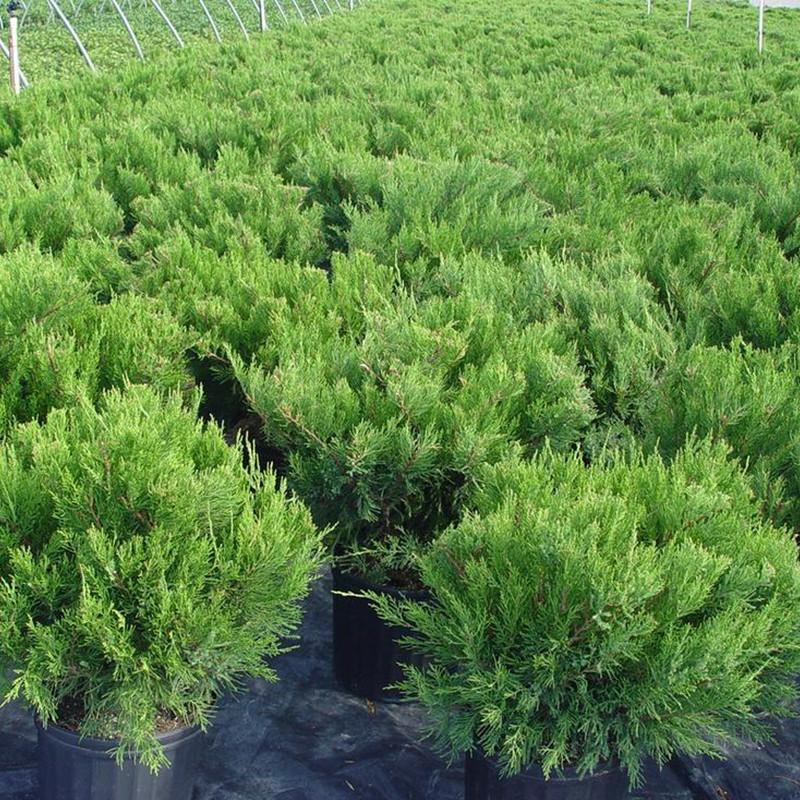 Juniperus Horizontalis 'andorra Compacta' - View 18 from www redcrocus com